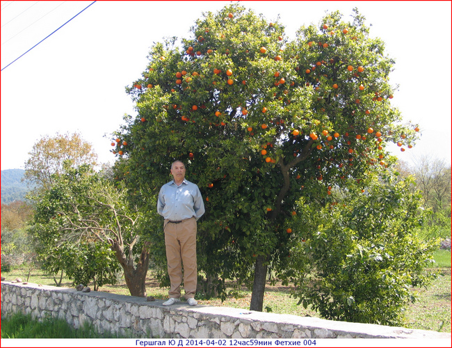 2014-04-02. Гершгал Юрий Давидович. Турция. Фетие.